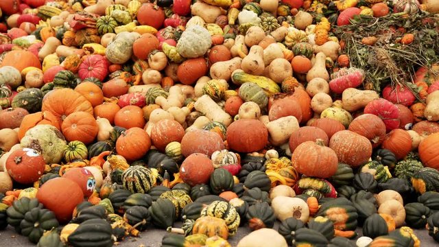 Food over production of pumpkins