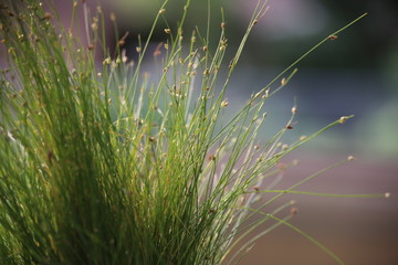 A closeup view of fiberoptic grass