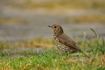 The song thrush (Turdus philomelos) on grass