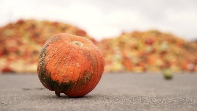 Food over production of pumpkins at a waste dump