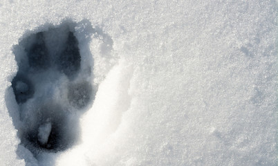 Wolf trace on the snow