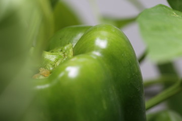 Bell peppers on the vine from a home garden