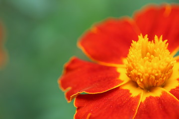 A macro picture of orange and gold marigolds