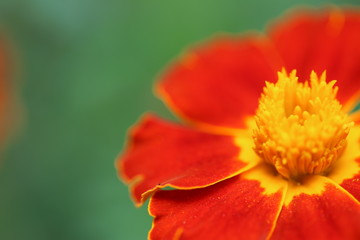 A macro picture of orange and gold marigolds