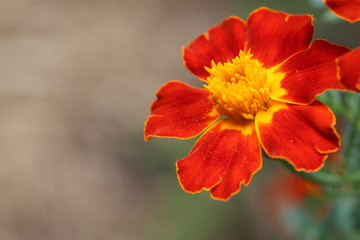 A macro picture of orange and gold marigolds