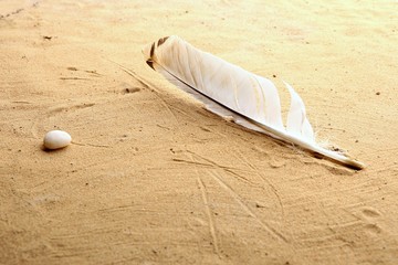 White natural feather on beach sand background. Single feather on sand texture background.