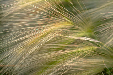 Yellow ears of wild grass.