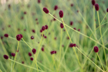Small claret flowers on a green background.