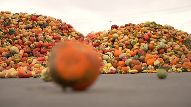 Decomposed pumpkins at a waste dump