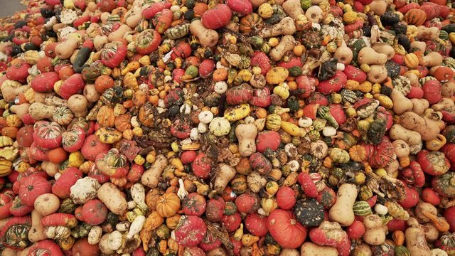 Food over production. Pumpkins, waste dump