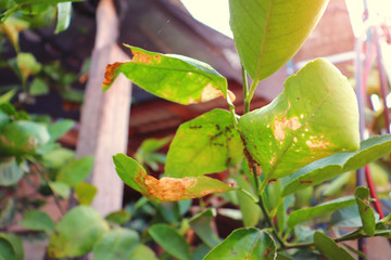 Ants are building nests and natural backgrounds.