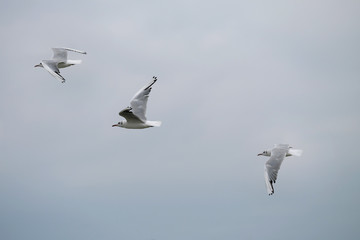 3 Möven im Flug - Stockfoto