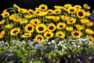 Sunflowers Helianthus annus