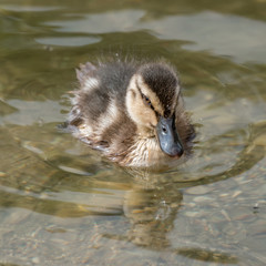 Ducklings on the River