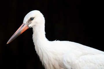 Domestic stork
