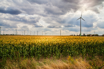 Zusammenwachsen von Landwirtschaft und Energie, Maisfeld und Windräder in Brandenburg