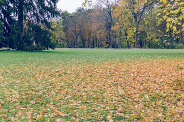 Obraz premium Beautiful autumn park strewn with fallen leaves