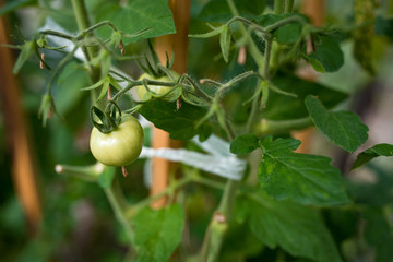 Green immature ecological natural tomato hanging on the branch in greenhouse. 