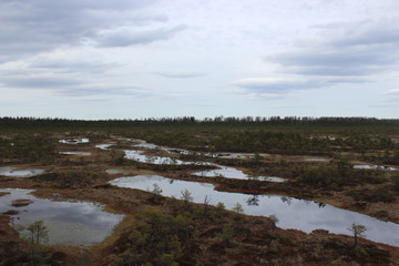 Bog in estonia
