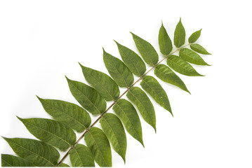 Green plant branch willow leafs stem isolated on a white background