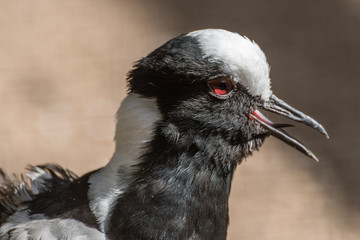blacksmith plover (Lapwing)
