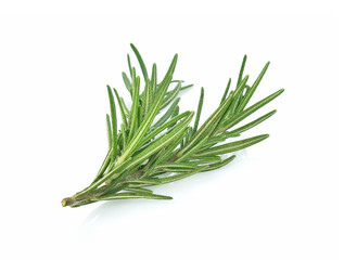 fresh rosemary isolated on white background