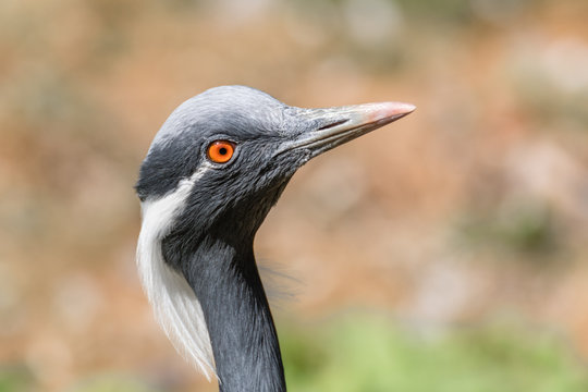Demoiselle crane Grus virgo