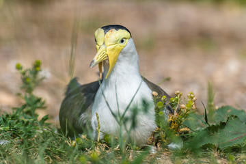 Masked Lapwing Plover