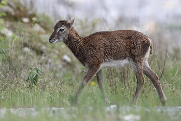 Mouflon - Mating season