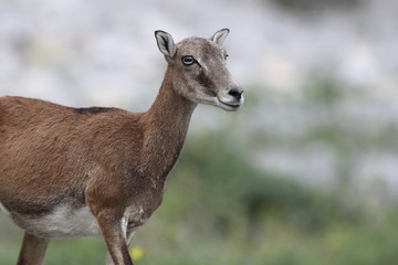 Naklejka na ściany i meble Mouflon - Mating season