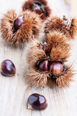 chestnut / Japanese Chestnut