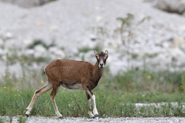 Mouflon - Mating season