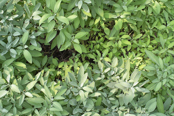 Closeup view of sage leafs in garden