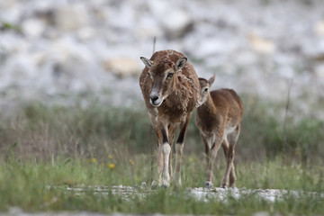 Mouflon - Mating season