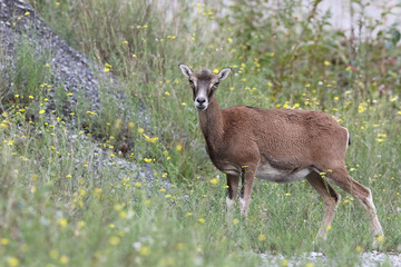 Naklejka na ściany i meble Mouflon - Mating season