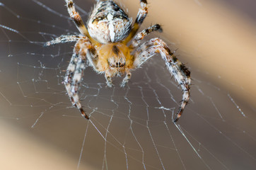 The spider sits on a cobweb in anticipation of a victim