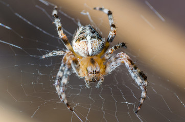 The spider sits on a cobweb in anticipation of a victim