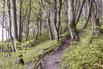 Path to white cliffs - Mon, Denmark.