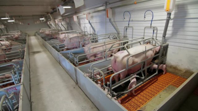 Intensively farmed pigs in batch pens