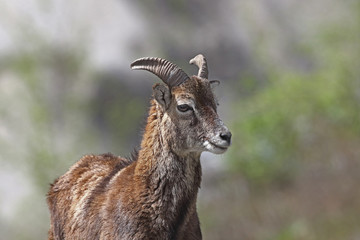 Mouflon - Mating season