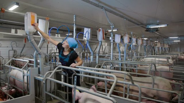 Pig farm worker feeds pigs Intensive pig farming
