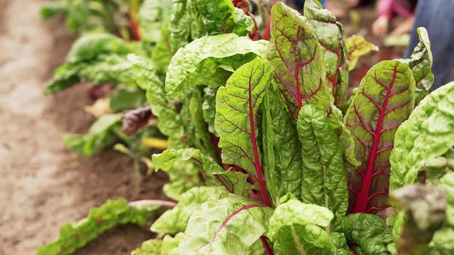 Mangold plants on a beet
