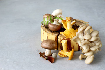Mushrooms different mushrooms, chanterelles, oyster mushrooms on a gray background.