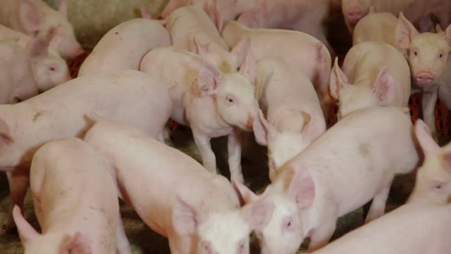 Intensively farmed pigs in batch pens