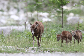 Fototapeta premium Mouflon - Mating season