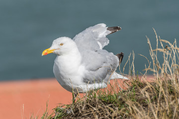 European Herring Gull