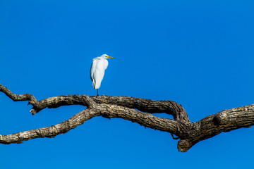Great egret on a limb with blue sky