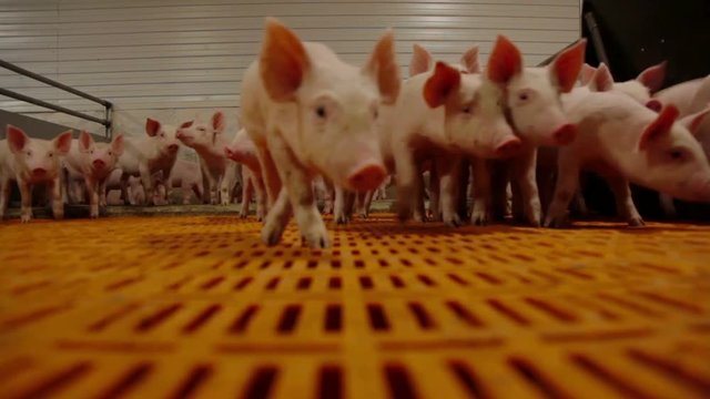 Piglets on an modern industrial pig farm