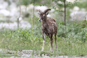 Mouflon - Mating season