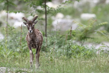 Mouflon - Mating season